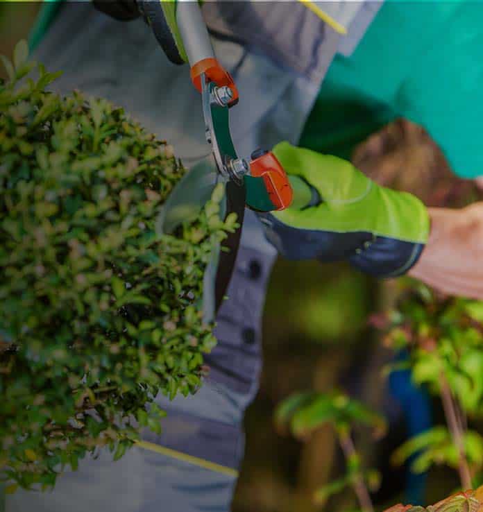 Voorman Groenvoorziening | Lange termijn